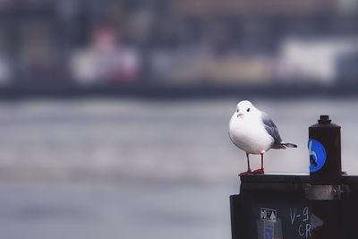 Close-up of bird perching on railing