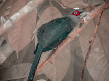 Bird perching on a wall