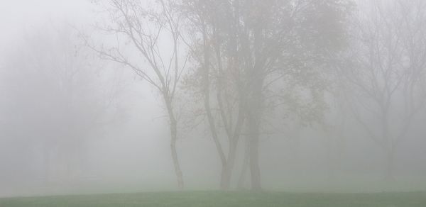 Bare trees on field during foggy weather