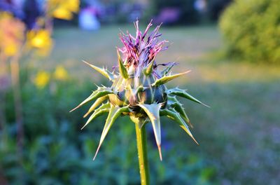 Close-up of purple flowering plant