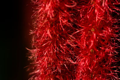 Close-up of illuminated plant against black background