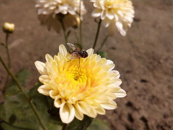 Close-up of bee on yellow flower