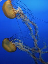 Close-up of jellyfish in sea