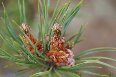 Close-up of pine cones