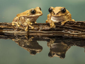 Close-up of frogs by pond