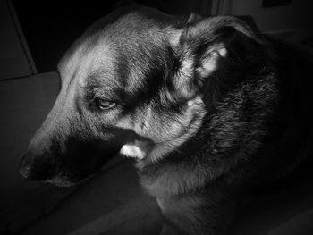 Close-up of a dog resting