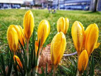 Close-up of yellow tulips