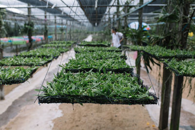 Plants growing in greenhouse