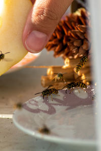 Close-up of bee on table