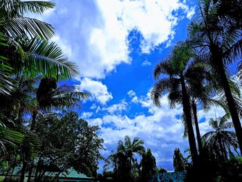 Low angle view of coconut palm trees against blue sky