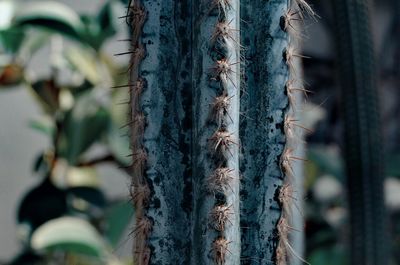 Close-up of cactus growing on tree trunk