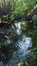 Stream flowing through forest