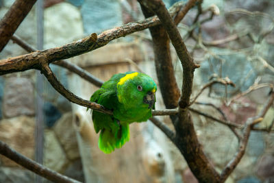 Close-up of parrot perching on branch