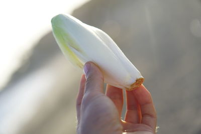 Close-up of hand holding white apple