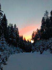 Snow covered land and trees against sky during sunset