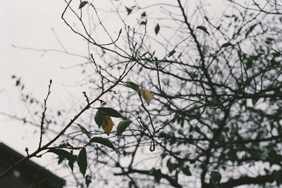 Low angle view of bird perching on tree against sky