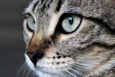 Close-up of cat