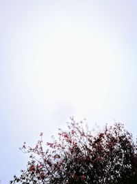 Low angle view of flower tree against sky