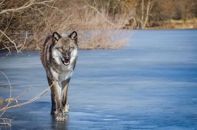 Portrait of wolf walking on frozen lake during winter