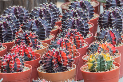 Close-up of fruits for sale in market