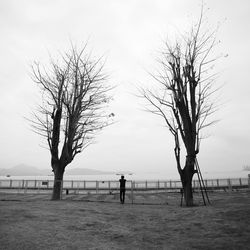 Bare tree by sea against clear sky