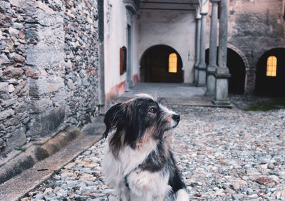 Dog looking through window of building