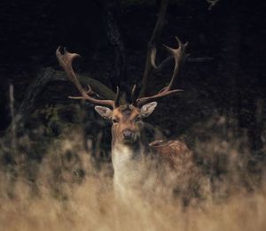 Deer in a field