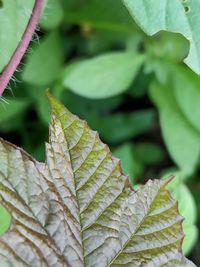 Close-up of leaves against blurred background