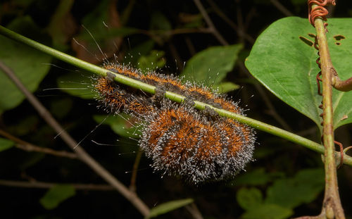 Close-up of insect on plant