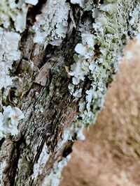 Close-up of tree trunk during winter