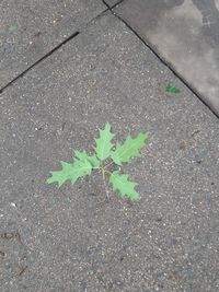 High angle view of small plant on street