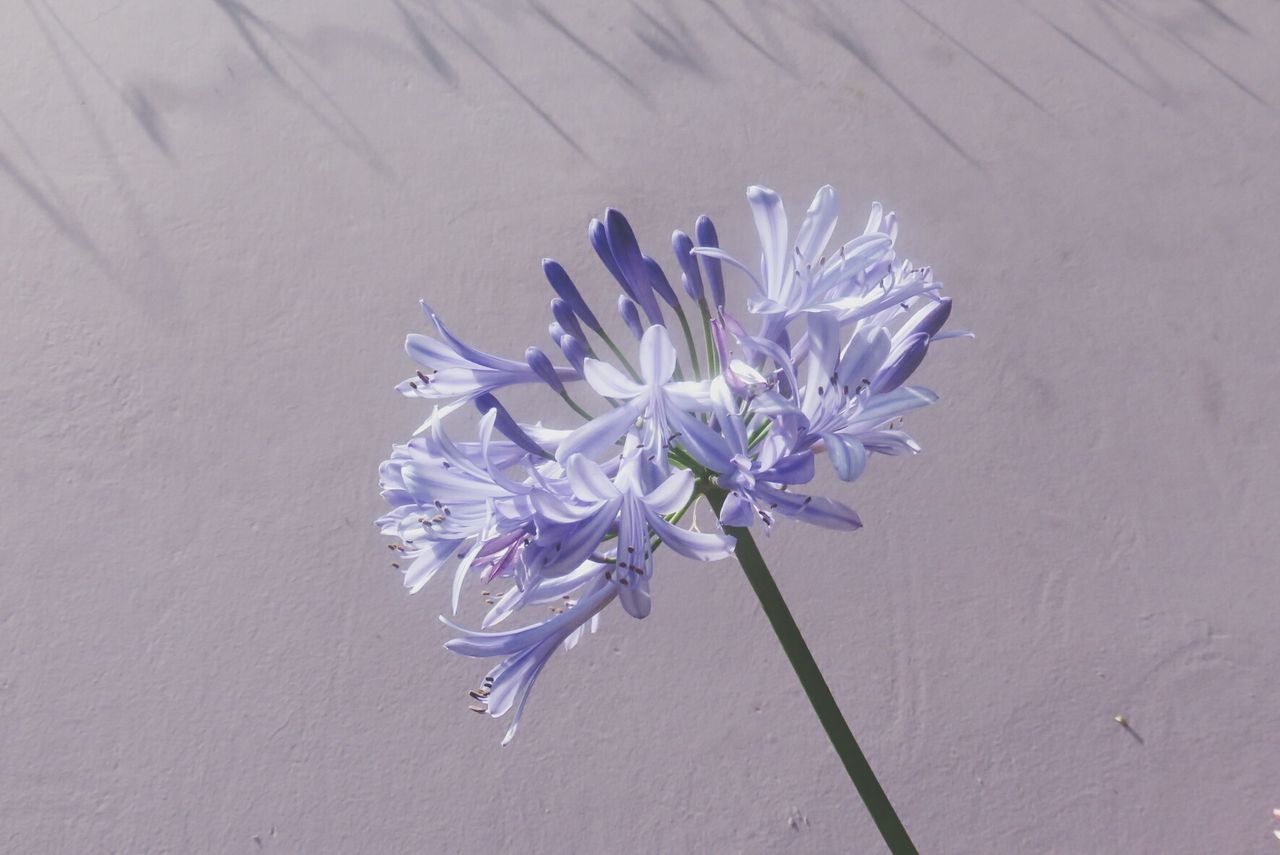 flower, fragility, petal, freshness, flower head, high angle view, close-up, white color, purple, beauty in nature, blue, nature, indoors, no people, plant, growth, single flower, blooming, in bloom, white