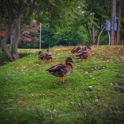 Ducks in a field