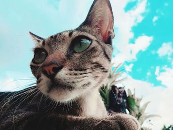 Close-up portrait of a cat