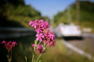 Close-up of pink flowers blooming outdoors