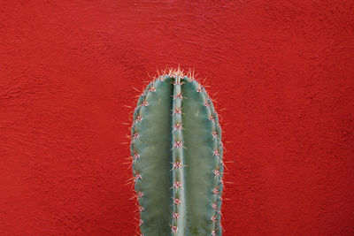 Cactus plant against red wall
