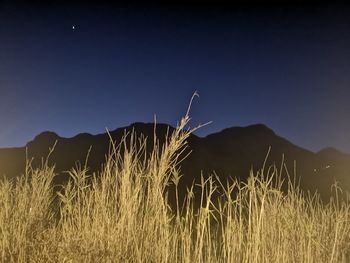 High angle view of stalks in field against clear sky