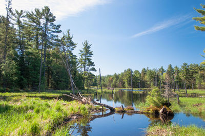 Scenic view of lake in forest against sky