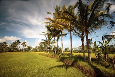 Palm trees on field against sky