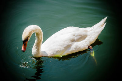 Close-up of swan floating in lake