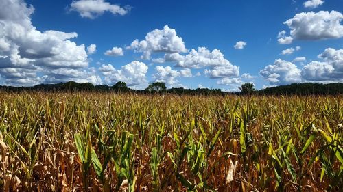 Crops growing on field against sky