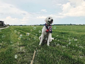 Dog on a field