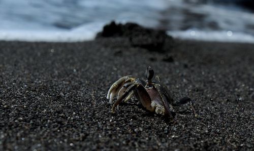 Close-up of crab on sand