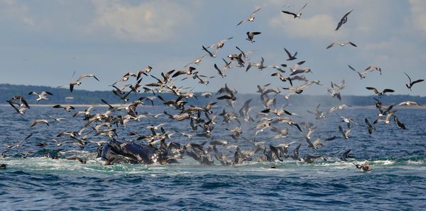 Seagulls flying over sea against sky