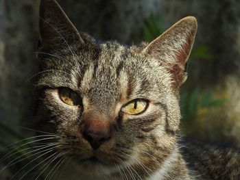 Close-up portrait of a cat