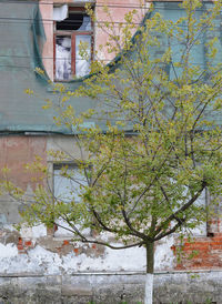 Low angle view of tree by building