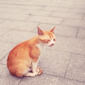 Ginger cat lying on sidewalk