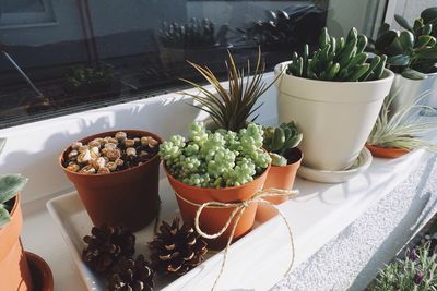 Close-up of potted plants on table