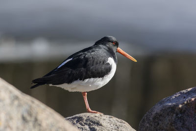 Close-up of bird perching on rock