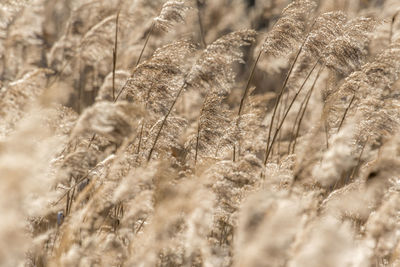 Dried reed with selective focus and blurred areas as a background